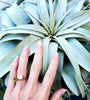 BEST SELLER Xerographica Super Curly Queen .+*+. Air Plant Easy Care Houseplant .+*+. Mini, Small, Large, X Large and GIANT .+*+. Tillandsia
