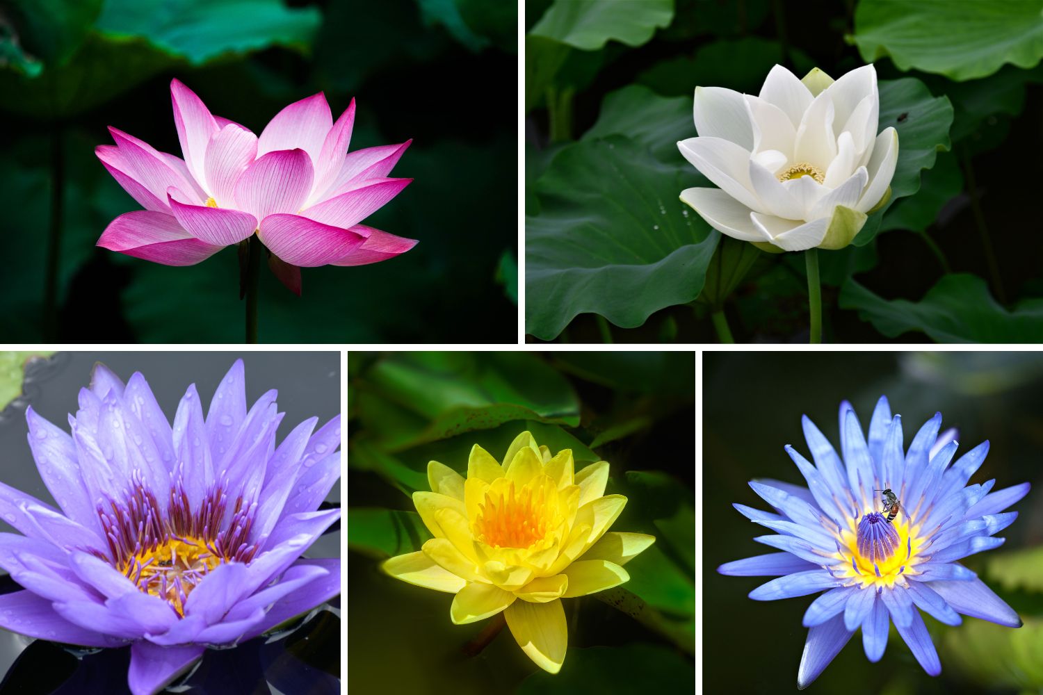 Lotusfarben und ihre Symbole