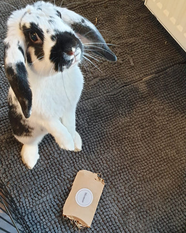 Rabbit with a memor pillow box using it as a treat toy