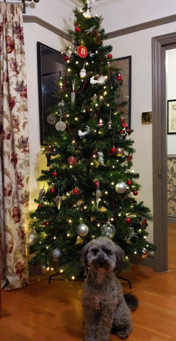 Christmas Tree with Monty sat underneath 