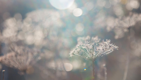 Picture of cow parsley seeds showing autumn home decor ideas