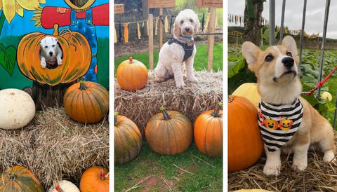 Dog friendly pick your own pumpkins site, Brecon with Copper & Holly