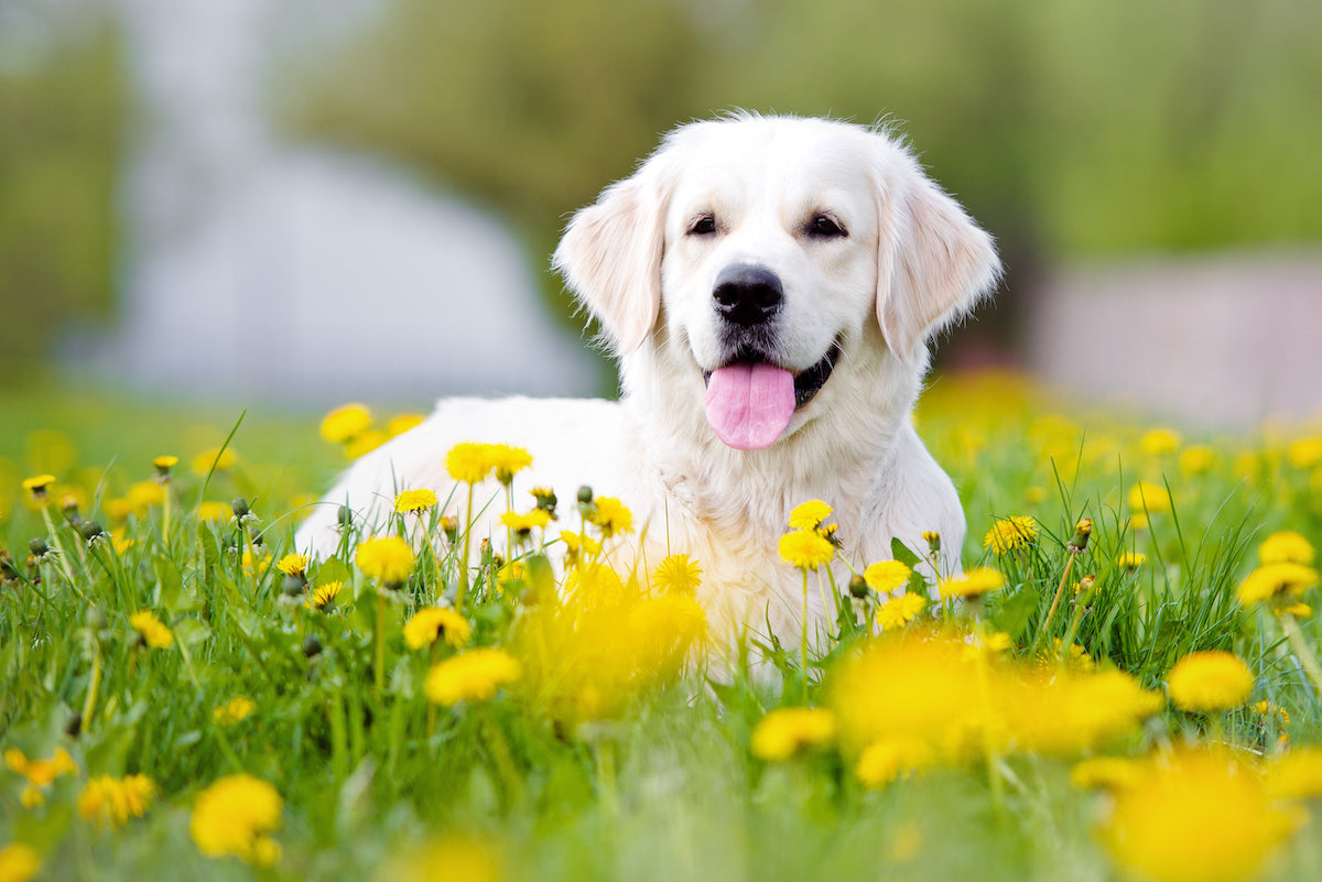 Photo de Golden Retriever