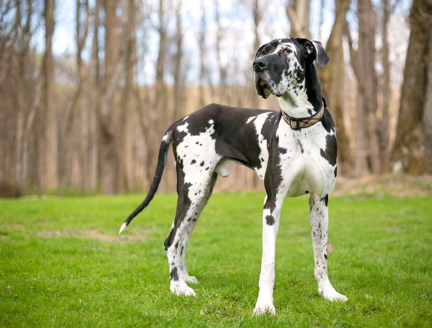 Photo d'un Dogue Allemand