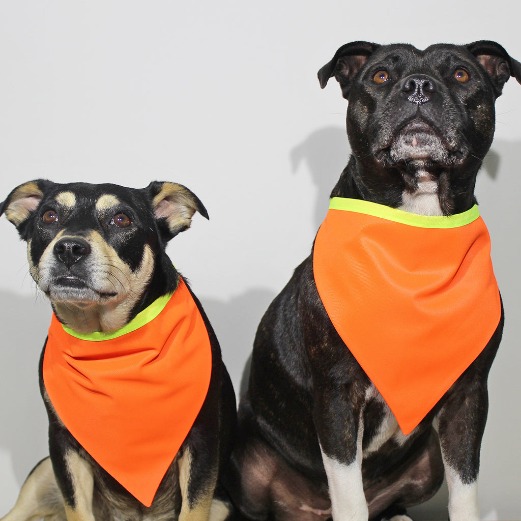 Bandanas | The Sophisticated Pet