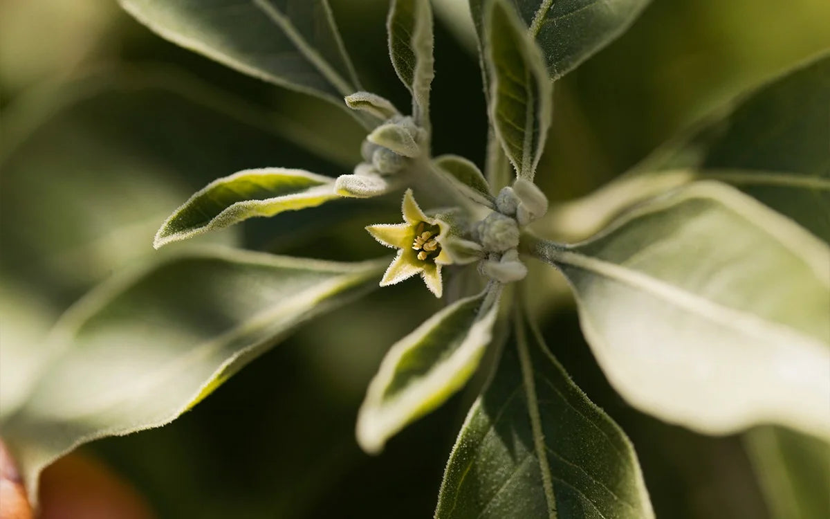 Ashwagandha plant