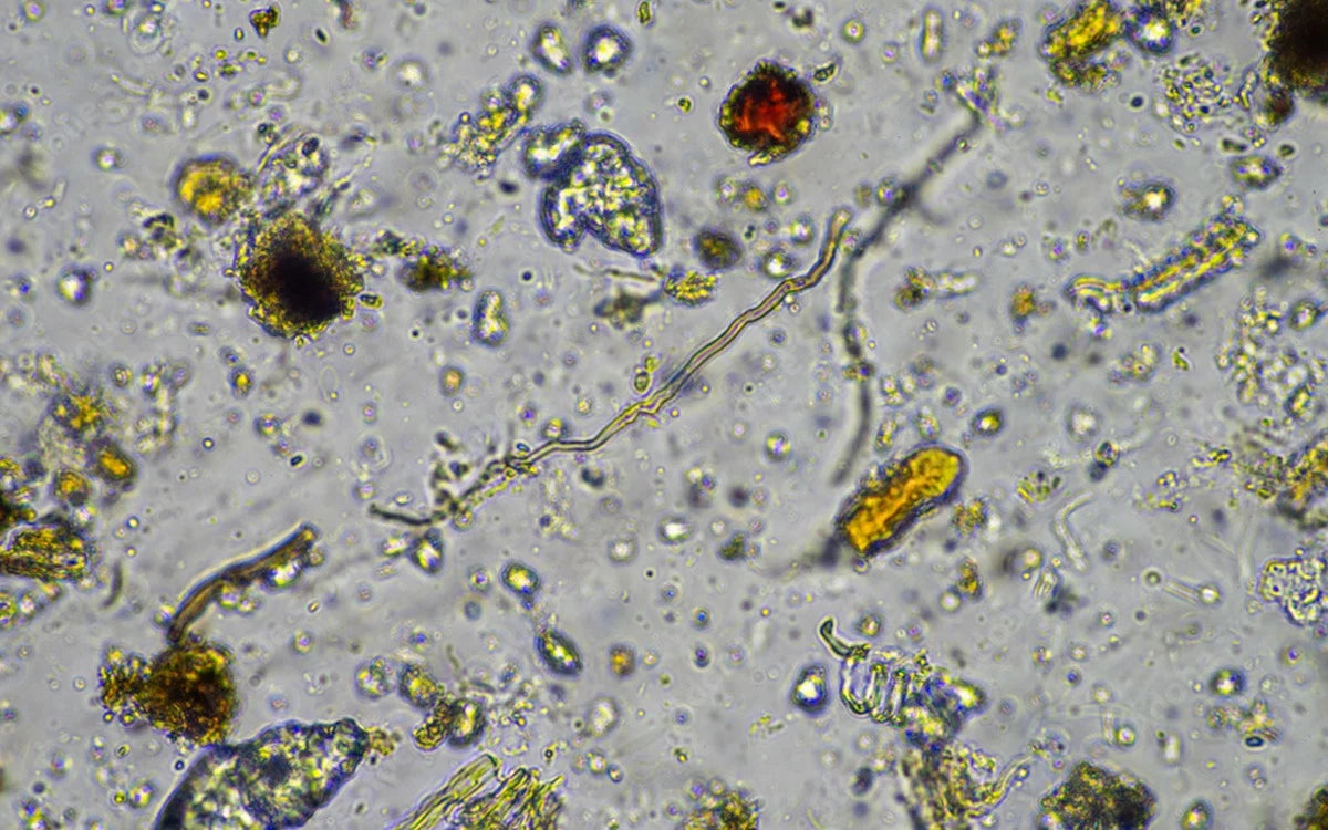 probiotic bateria under a microscope