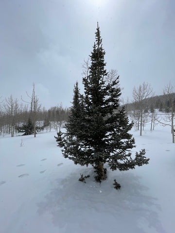 Christmas Trees along Hwy 24 Boulder, UT