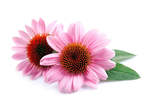 echinacea