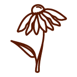Echinaceagraphic