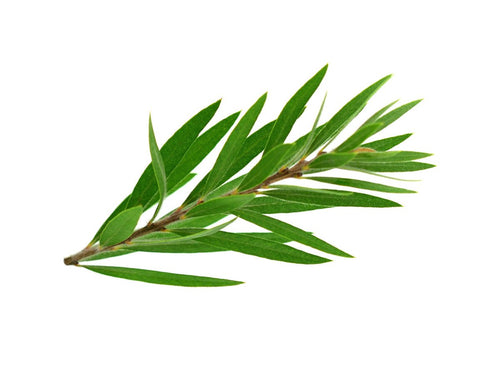 Tea Tree