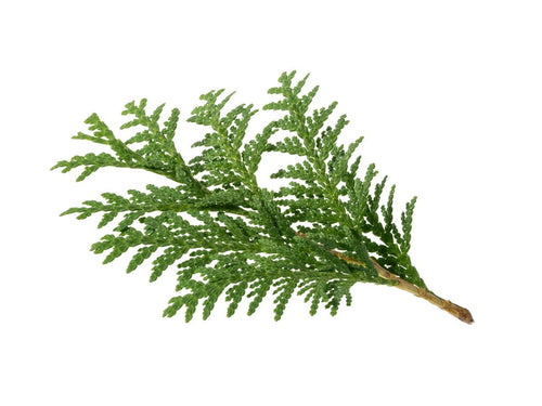 Thuja