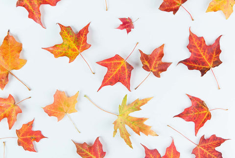 Orange and yellow fall maple leaves on a white background