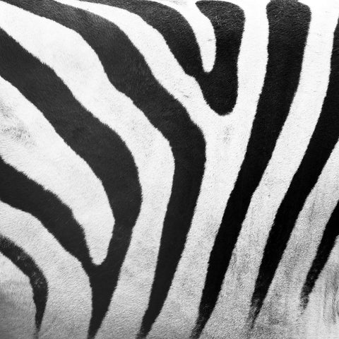 black and white zebra stripes pattern