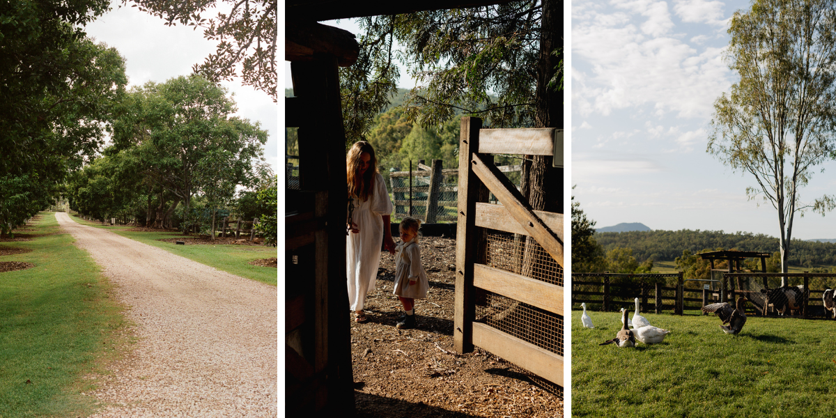 Settler Hives Spicers Hidden Vale by Sabine Bannard