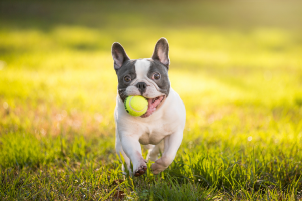 Brachycephalic Dog Breed French Bulldog