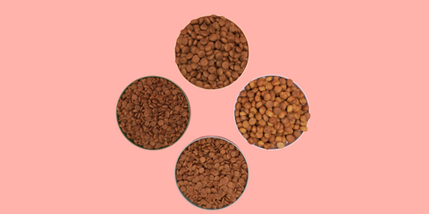 Considering Types of Dog Food