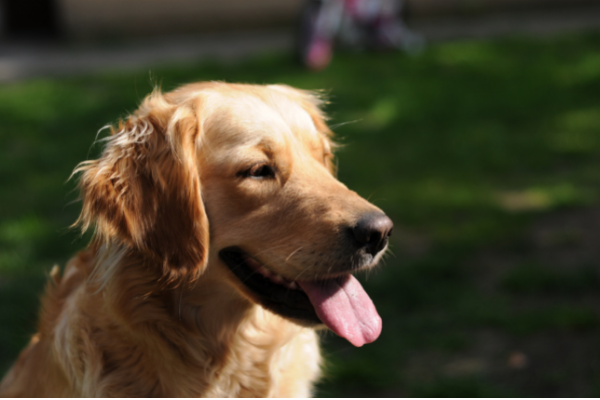 Furry Dog Breed Golden Retriever