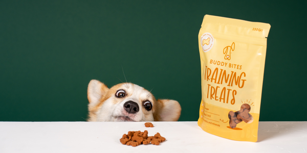 Stop Feeding Dog Treats if Your Dog is a Fussy Eater