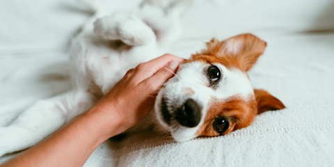 Bond with Your Dog During Shower Time