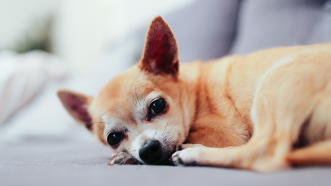 Top 5 Most Popular Dog Breeds in the World and in Hong Kong_Chihuahua