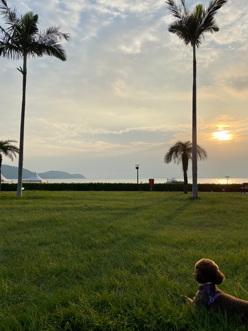 Cyberport Waterfront Dog Park