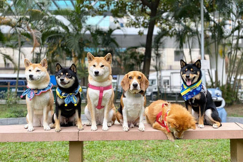 Hong Kong Dog Park