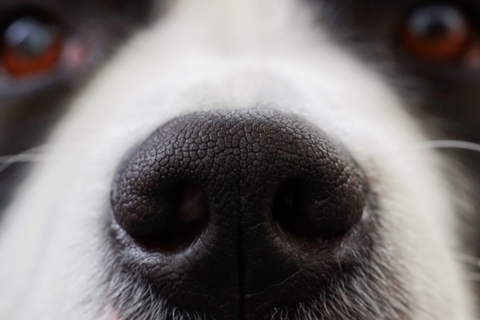 Dog Nose Fingerprint