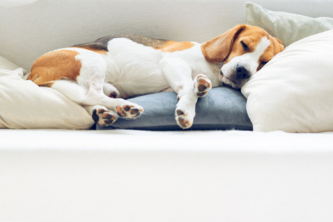 Dog Pancake Sleeping Position