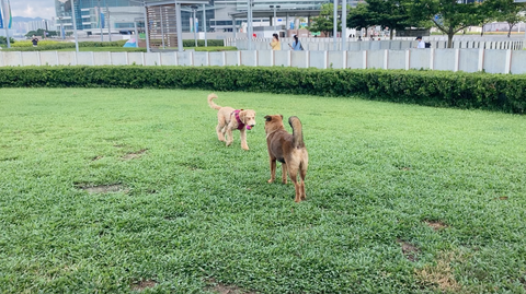 Tamar Park Dog Park Admiralty