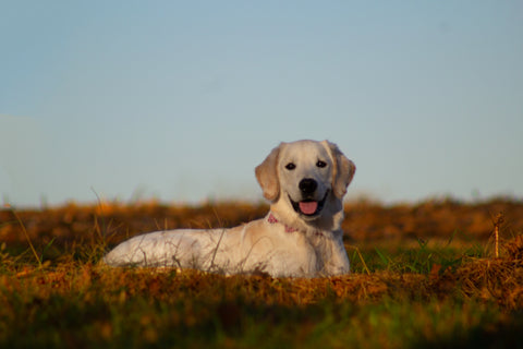 Top 5 Most Popular Dog Breeds in the World and in Hong Kong! - Labrador