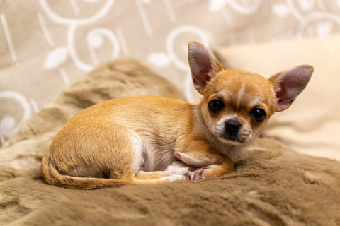 Top 5 Most Popular Dog Breeds in the World and in Hong Kong! - Chihuahua