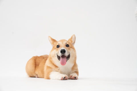 Top 5 Most Popular Dog Breeds in the World and in Hong Kong! - Corgi