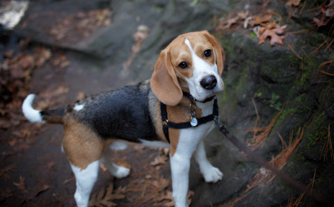 Top 5 Most Popular Dog Breeds in the World and in Hong Kong! - Beagle