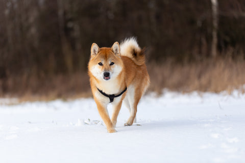 Top 5 Most Popular Dog Breeds in the World and in Hong Kong! - Shiba Inu