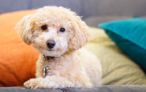 Top 5 Most Popular Dog Breeds in the World and in Hong Kong! -Poodle