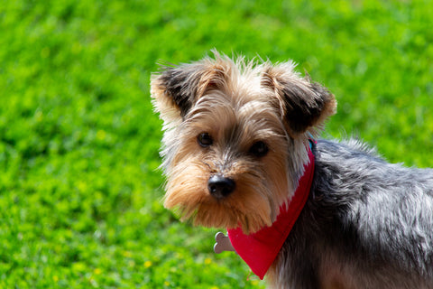 Top 5 Most Popular Dog Breeds in the World and in Hong Kong! - Yorkshire Terrier