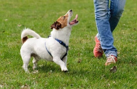 6 Benefits Of Using Dog Body Harness For Your Dog