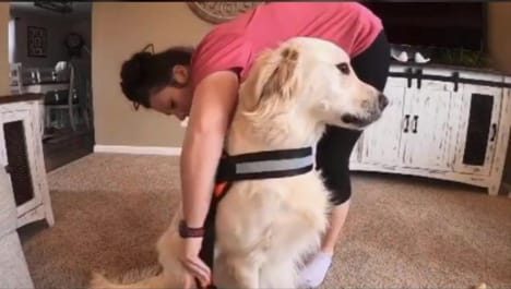 6 Benefits Of Using Dog Body Harness For Your Dog