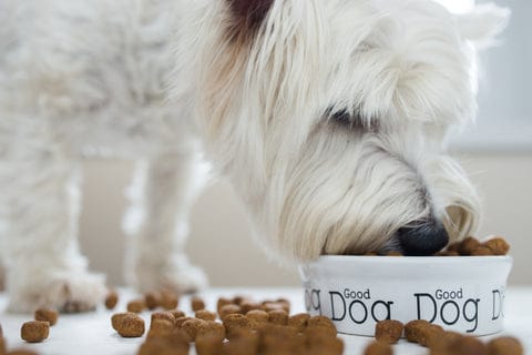 Ultimate Guide On Choosing Dog Supply in 2021