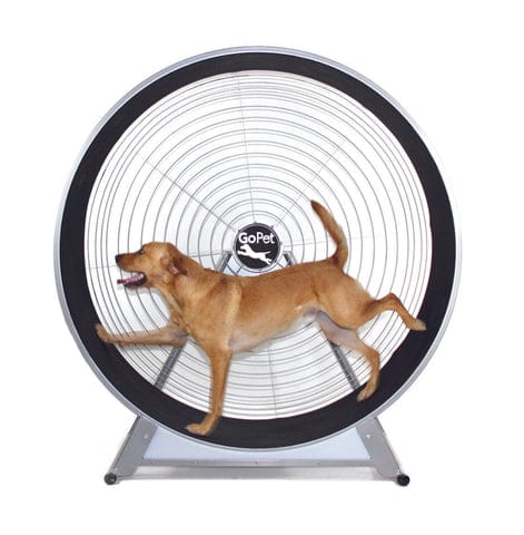 Dog Treadmills and How They Can Benefit Your Dog’s Health