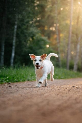 Difference Between Training Collars and Tracking Collars