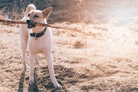 Difference Between Training Collars and Tracking Collars