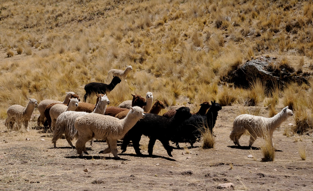 Calcetines en Lana de alpaca, merino y bambú, confortables e aislantes de  la humedad