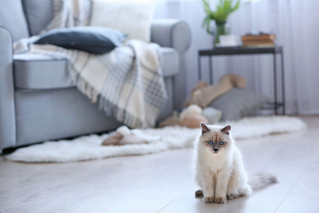 Cat on floor in front of couch