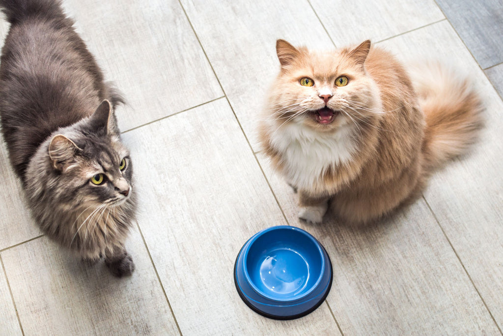 Cats sitting by empty food bowl