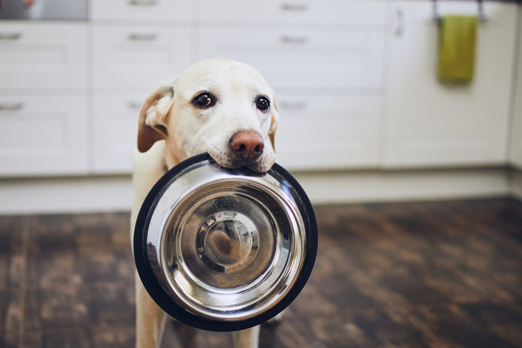 Dog holding food bowl