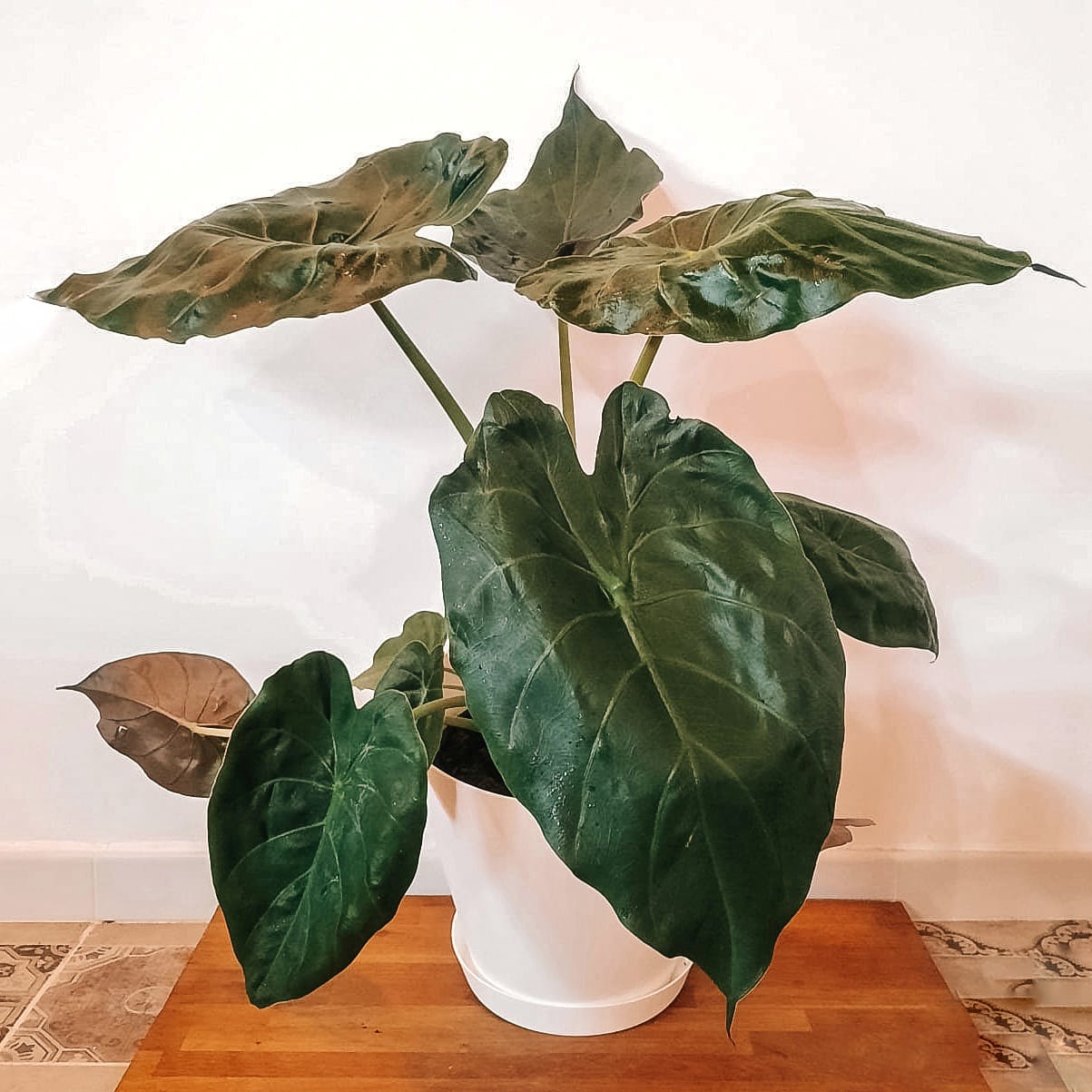 ALOCASIA WENTII (OREJA DE ELEFANTE)- – 