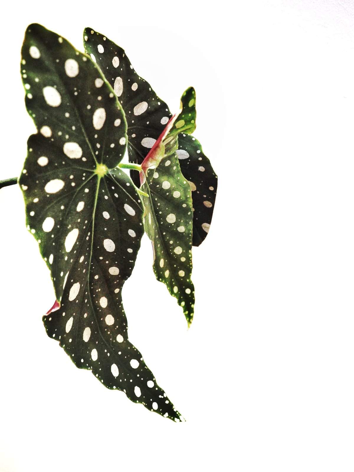 BEGONIA MACULATA - – 