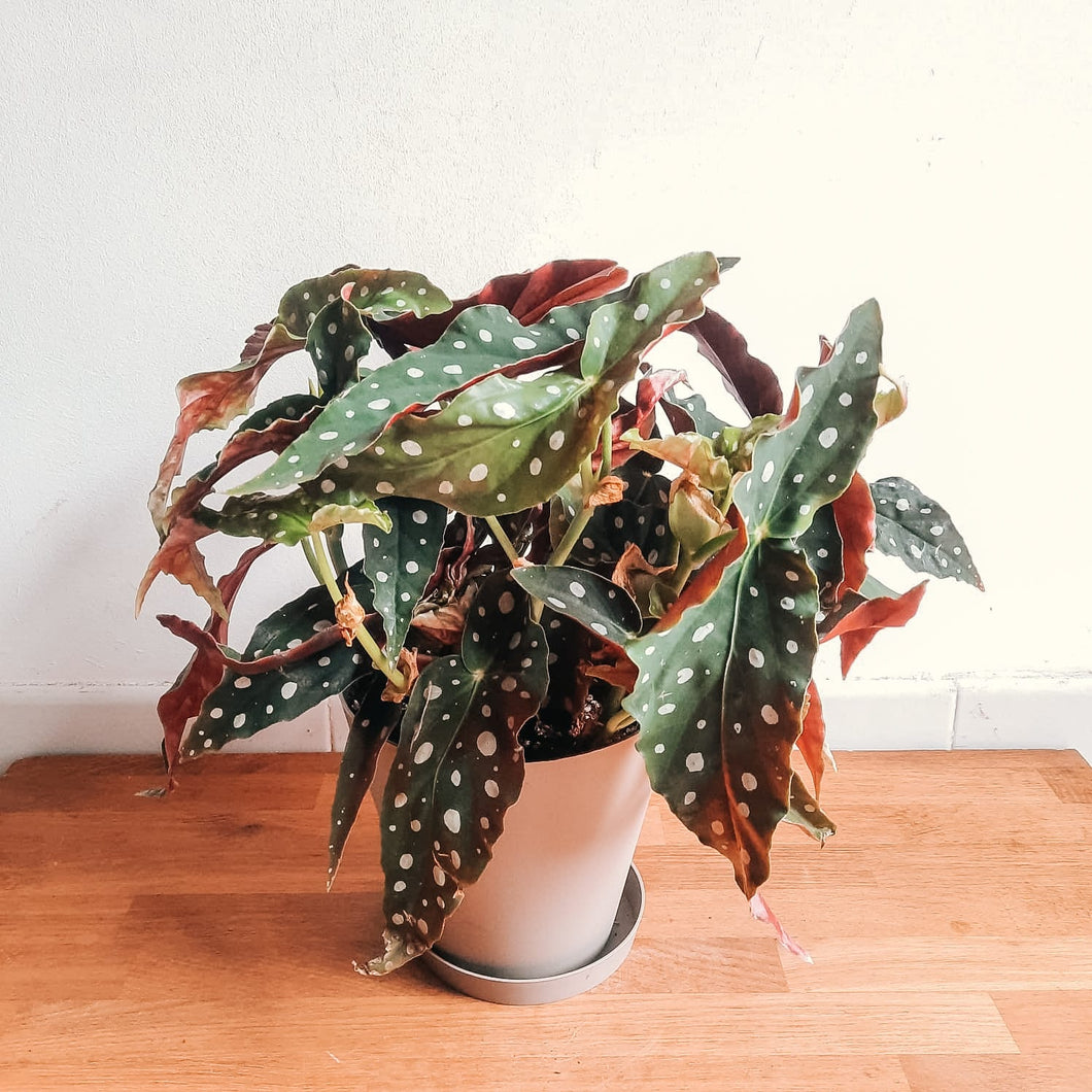 BEGONIA MACULATA - – 